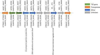 Complete genome sequence of an Israeli isolate of Xanthomonas hortorum pv. pelargonii strain 305 and novel type III effectors identified in Xanthomonas